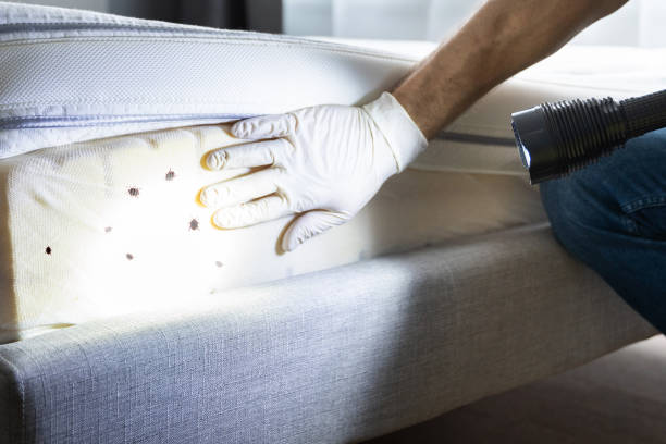 Best Mosquito Control Services  in Piketon, OH