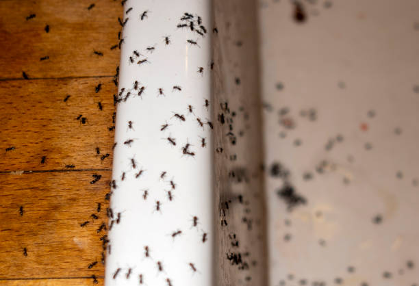 Best Mosquito Control Services  in Piketon, OH