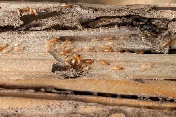 Best Pest Removal Services  in Piketon, OH